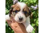 Dachshund Puppy for sale in Ontario, OR, USA