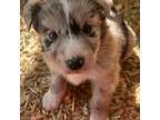 Australian Shepherd Puppy for sale in Ontario, OR, USA