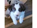 Miniature Australian Shepherd Puppy for sale in Lancaster, CA, USA