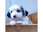 Miniature Australian Shepherd Puppy for sale in Lancaster, CA, USA