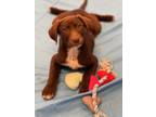 Adopt Fudge a Labrador Retriever, German Shorthaired Pointer