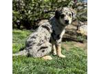 Adopt Paisley a Catahoula Leopard Dog, Australian Shepherd