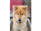 Adopt Snookie a Chow Chow, Mixed Breed