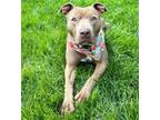 Adopt Grace a Pit Bull Terrier, Mixed Breed