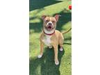 Adopt Jasmine a Pit Bull Terrier