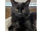 Adopt Hyacinth a Domestic Long Hair