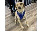 Adopt Harley Quinn a Labrador Retriever, Mixed Breed