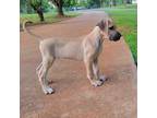 Great Dane Puppy for sale in Cumming, GA, USA