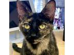 Adopt Salem a Domestic Short Hair