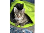 Adopt Tinkerbell a Egyptian Mau