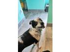 Adopt Reece a Cattle Dog, Mixed Breed