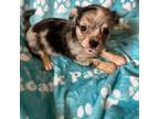 Chihuahua Puppy for sale in New Bedford, MA, USA