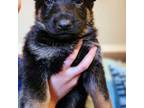 German Shepherd Dog Puppy for sale in Erie, PA, USA