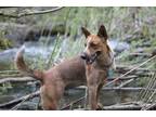 Adopt KC a Australian Cattle Dog / Blue Heeler