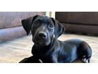 Adopt Aspen a Pointer, Labrador Retriever