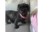 Adopt Lily a Shih Tzu