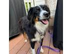 Adopt Freckles a Australian Shepherd