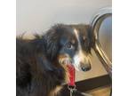 Adopt Freckles a Australian Shepherd