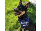 Adopt Pepper a Shepherd, Mixed Breed