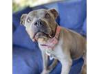 Adopt My Sharona a Pit Bull Terrier