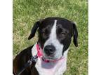 Adopt Millie May a Pit Bull Terrier