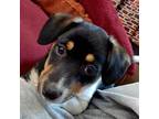 Adopt Salmon a Cardigan Welsh Corgi, Beagle