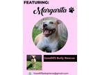 Adopt Margs aka Margarita a American Staffordshire Terrier