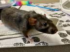 Adopt Coco a Rat