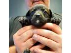 Adopt Asha a Labrador Retriever