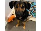 Adopt Chickadee a Shepherd, Hound