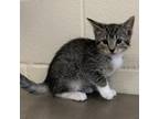 Adopt Mimi a Domestic Short Hair