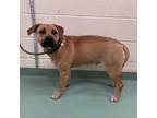 Adopt Aquaria a Mixed Breed