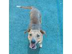 Adopt Brandy a Mixed Breed