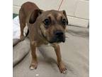 Adopt Jade a Mixed Breed