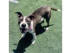 Adopt Echo a Mixed Breed