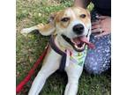 Adopt PARKER a Mixed Breed