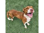 Adopt Rosette a Mixed Breed