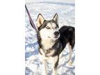 Adopt Lainey a Siberian Husky