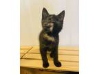 Adopt Louise a Domestic Short Hair