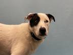 Adopt Vanessa a Catahoula Leopard Dog, Mixed Breed