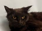 Adopt Annie a Domestic Long Hair, Domestic Short Hair