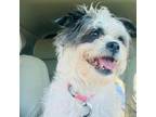 Adopt Sadie a Shih Tzu