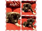 Adopt Arial a Mixed Breed