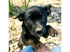 Adopt Helvetica a Mixed Breed