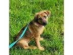 Adopt Flora a Shepherd, Mixed Breed