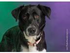 Adopt Roulette a Border Collie