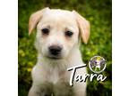 Adopt Tarra New Caney a Labrador Retriever, Mixed Breed