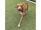 Adopt Madame BarkLouder a Pit Bull Terrier