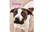 Adopt Emma a Mixed Breed
