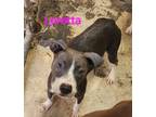 Adopt Loretta a American Staffordshire Terrier